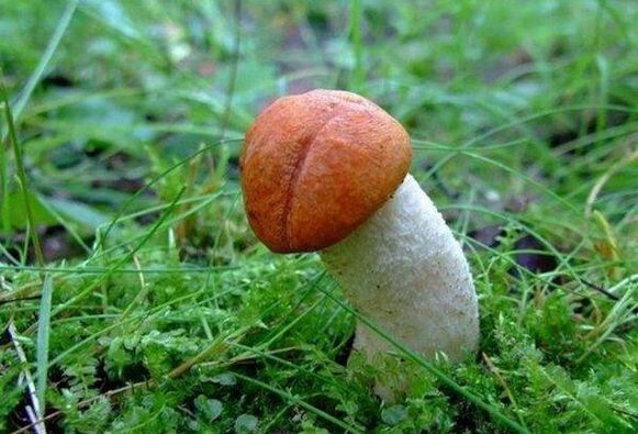 the mushroom symbolizes the enlarged head of the penis